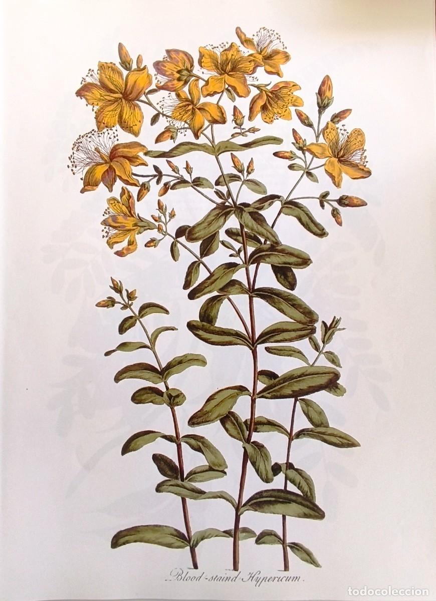 Arte: LAMINA DE BOTANICA FLORES DE SAN JUAN. LAMINAS PLANTAS 38x28 cms.