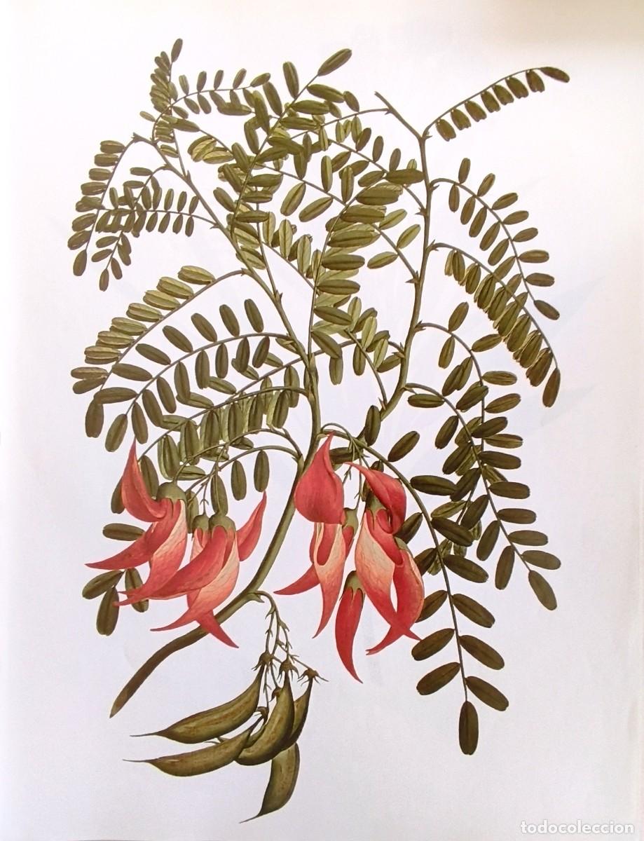 Art: LAMINA DE BOTANICA PINZA DE LANGOSTA. LAMINAS PLANTAS 38x28 cms.