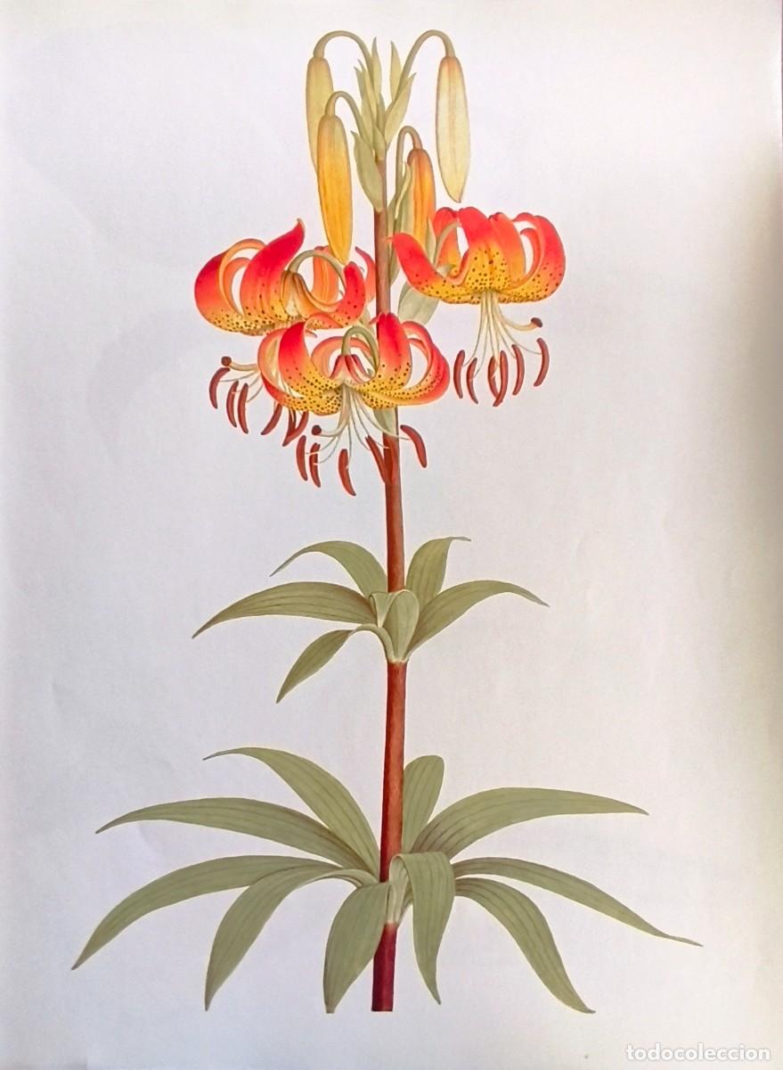 Art: LAMINA DE BOTANICA LIRIO. LAMINAS PLANTAS 38x28 cms.