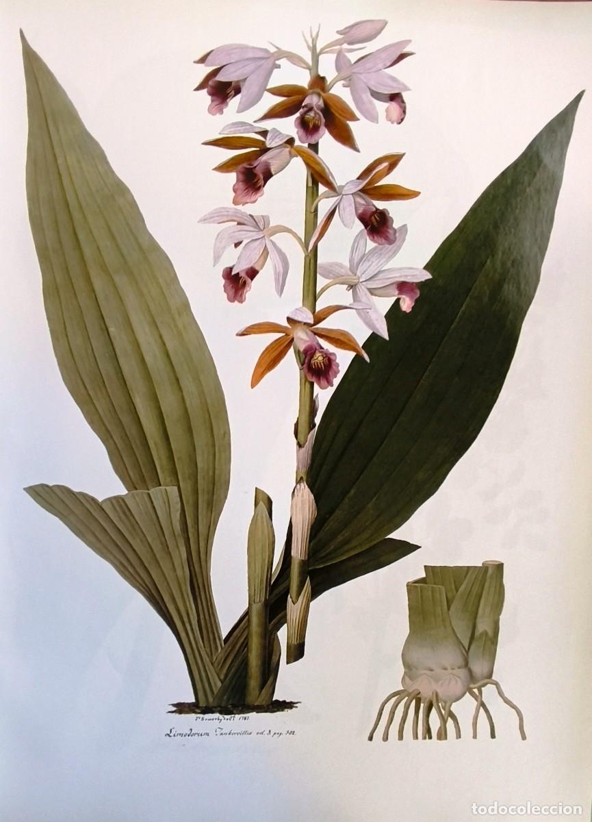 Art: LAMINA DE BOTANICA LIMODORUM. LAMINAS PLANTAS 38x28 cms.