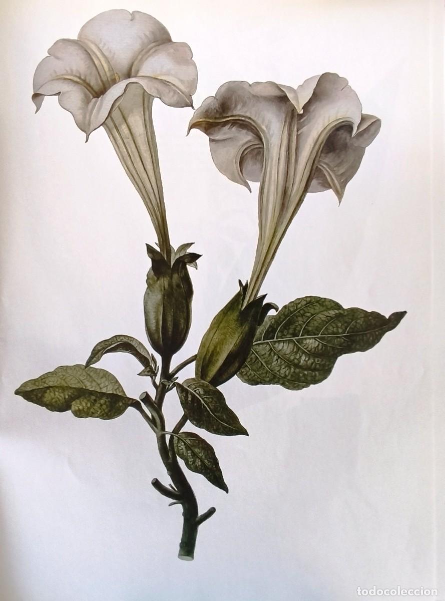Art: LAMINA DE BOTANICA CUERNO DE LA ABUNDANCIA. LAMINAS PLANTAS 38x28 cms.