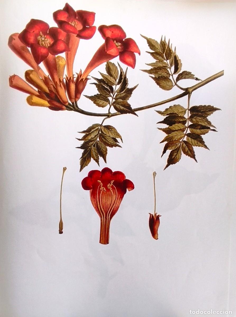 Art: LAMINA DE BOTANICA ENREDADERA. LAMINAS PLANTAS 38x28 cms.