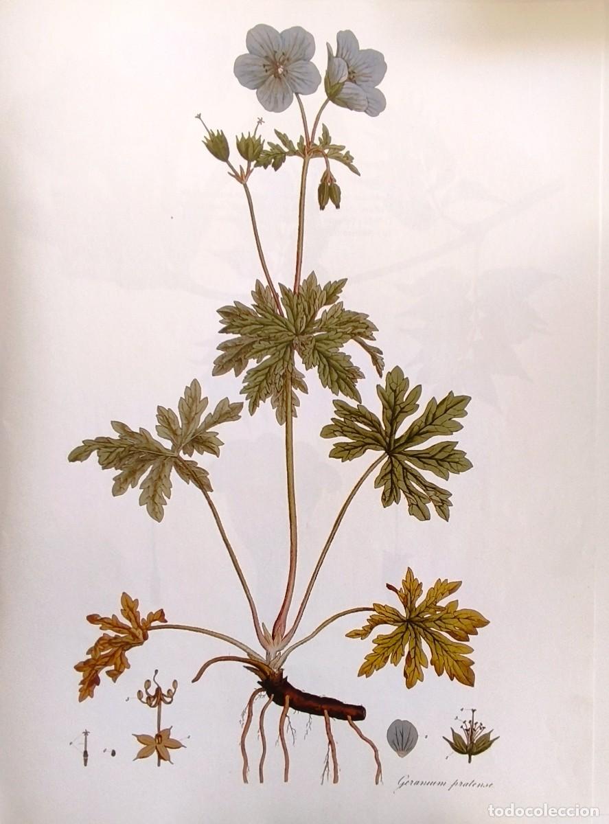 Arte: LAMINA DE BOTANICA GERANIO. LAMINAS PLANTAS 38x28 cms.