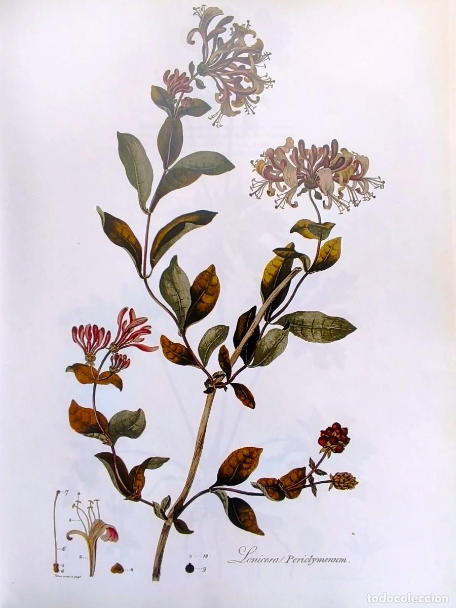 Arte: LAMINA DE BOTANICA MADRESELVA. LAMINAS PLANTAS 38x28 cms.