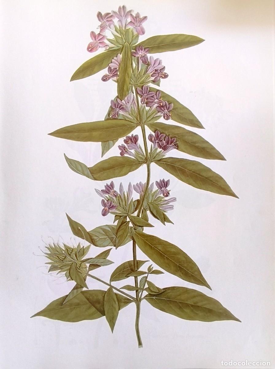 Arte: LAMINA DE BOTANICA BARLERIA. LAMINAS PLANTAS 38x28 cms.