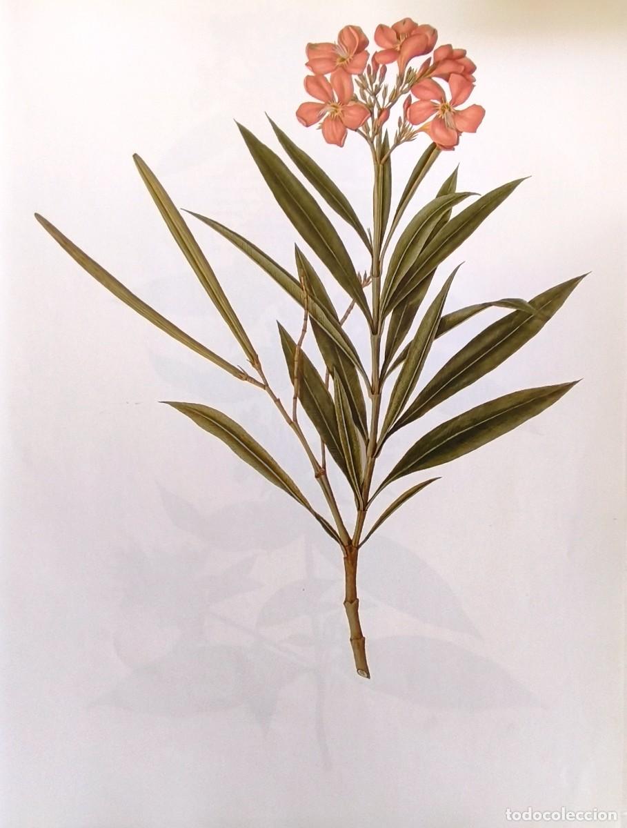 Arte: LAMINA DE BOTANICA ADELFA. LAMINAS PLANTAS 38x28 cms.