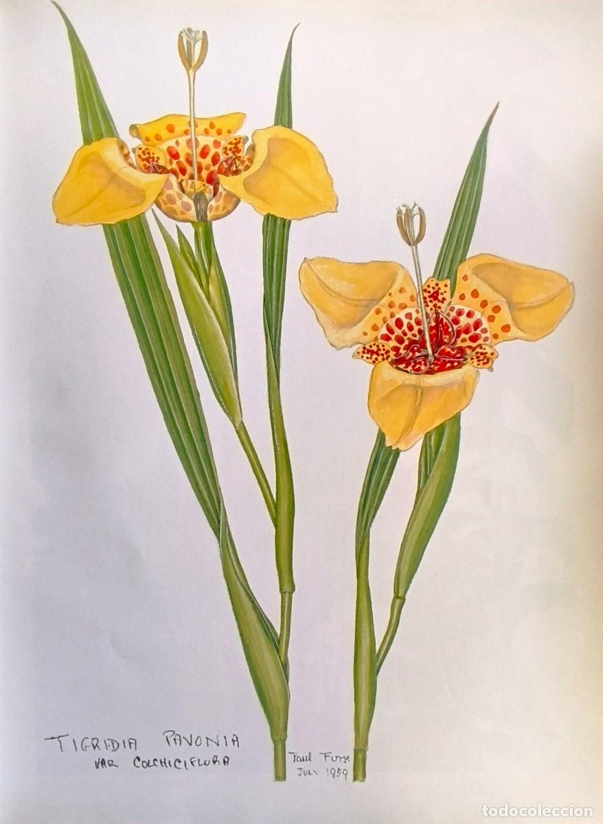 Arte: LAMINA DE BOTANICA CONCHIFLORA. LAMINAS PLANTAS 38x28 cms.