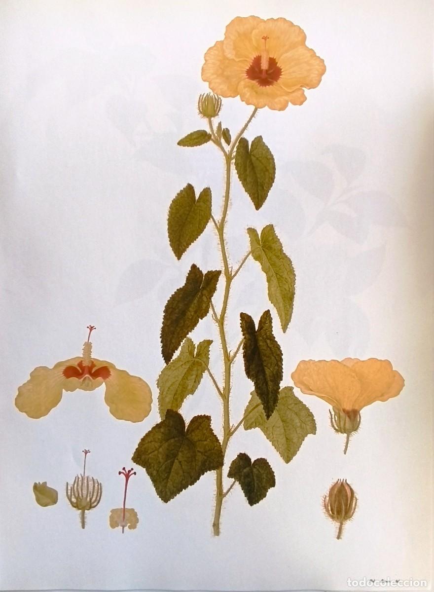 Arte: LAMINA DE BOTANICA HIBISCUS. LAMINAS PLANTAS 38x28 cms.