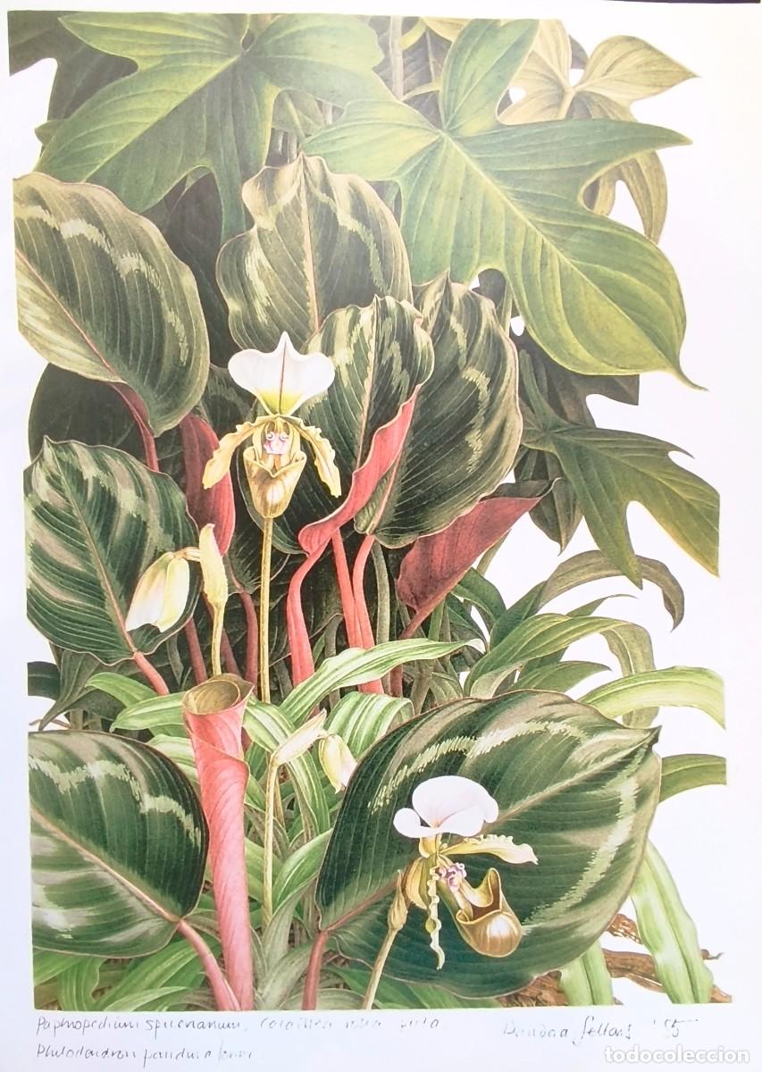 Arte: LAMINA DE BOTANICA ORQUIDEA Y ROSA. LAMINAS PLANTAS 38x28 cms.