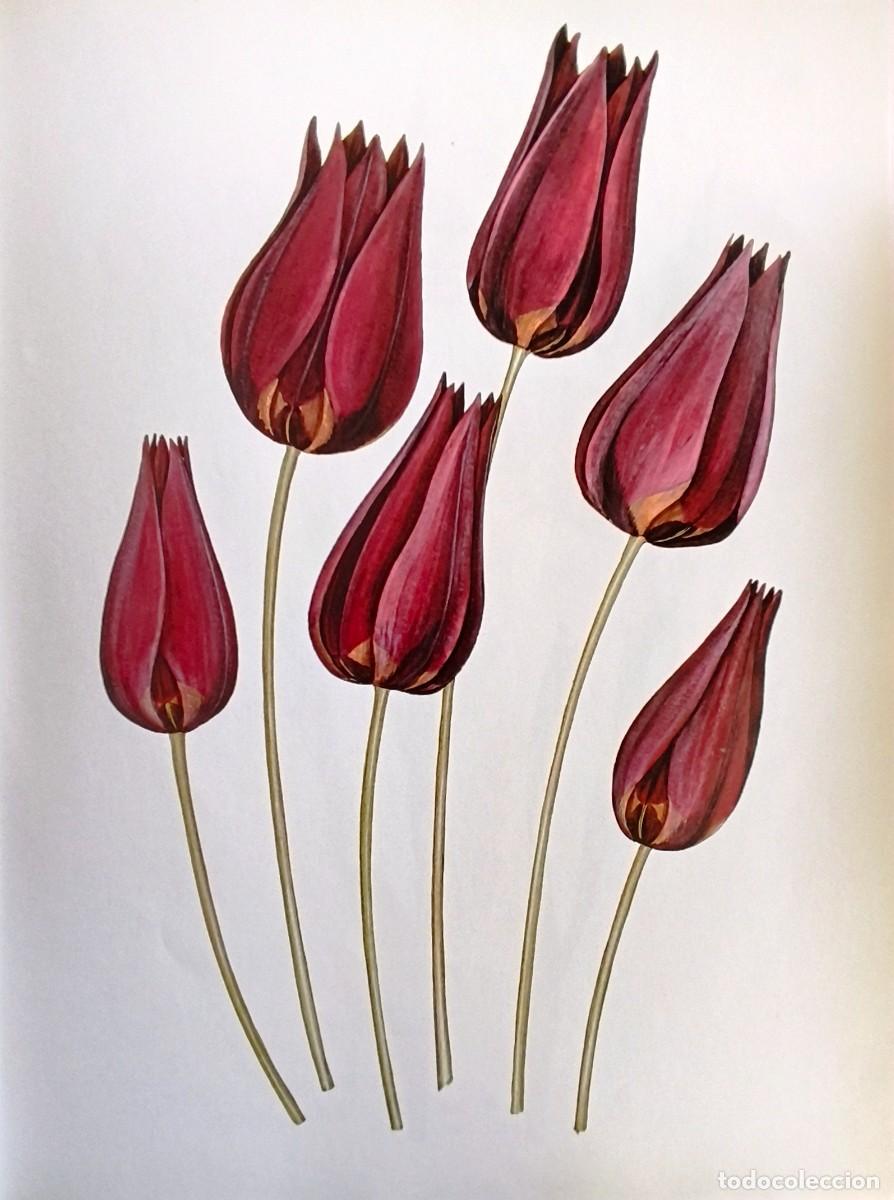Arte: LAMINA DE BOTANICA TULIPANES. LAMINAS PLANTAS 38x28 cms.