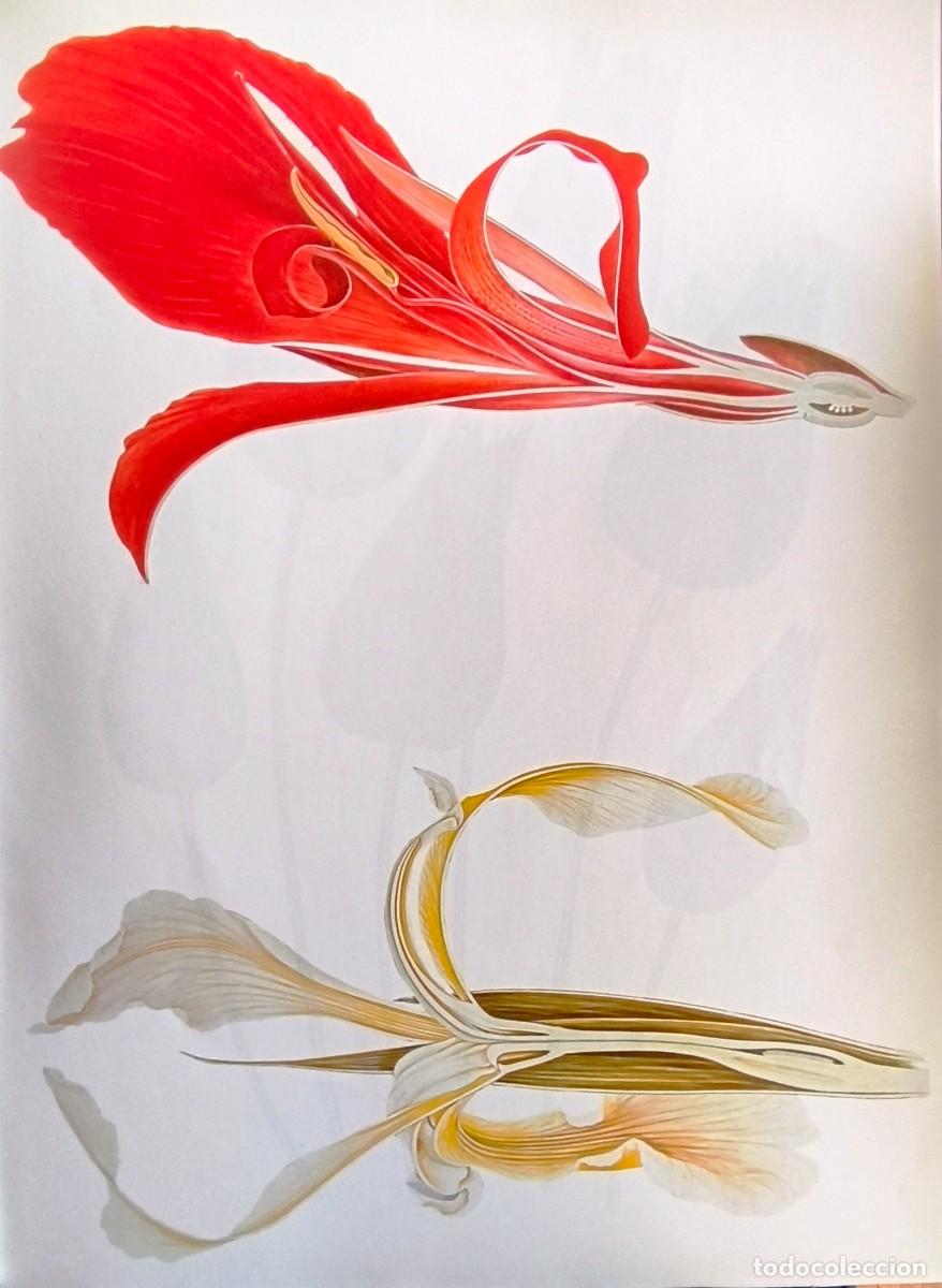 Arte: LAMINA DE BOTANICA CA&Ntilde;A INDIA. LAMINAS PLANTAS 38x28 cms.