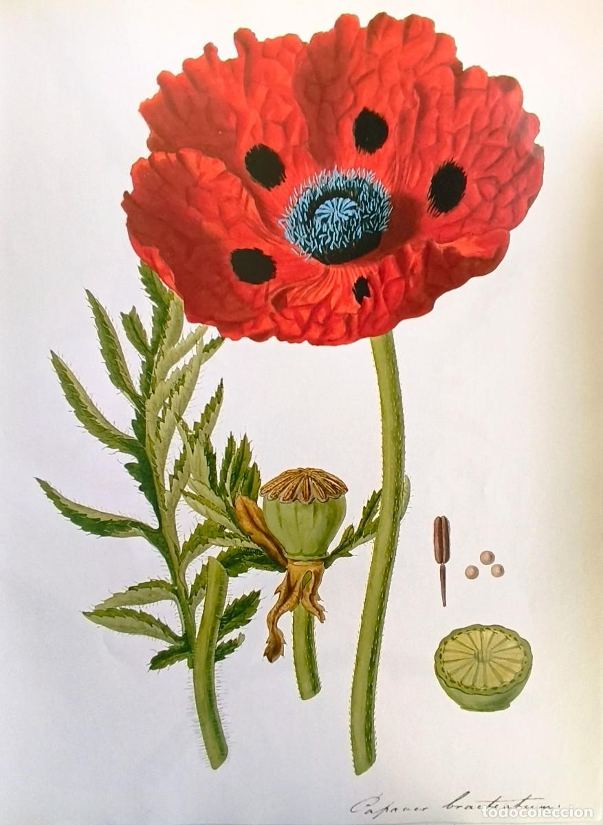Arte: LAMINA DE BOTANICA ADORMIDERA. LAMINAS PLANTAS 38x28 cms.