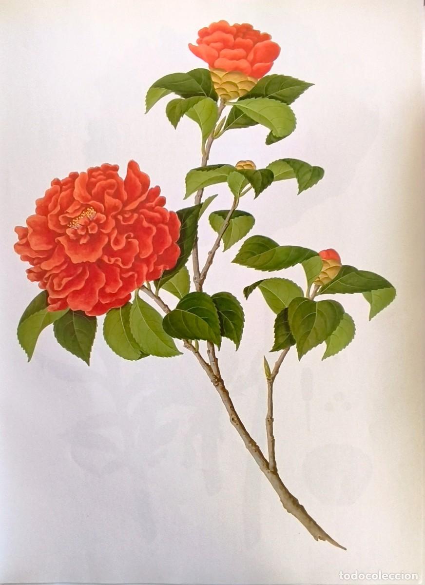 Arte: LAMINA DE BOTANICA CAMELIA. LAMINAS PLANTAS 38x28 cms.