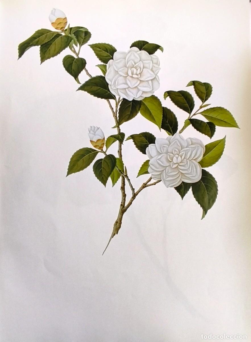 Arte: LAMINA DE BOTANICA CAMELIA. LAMINAS PLANTAS 38x28 cms.