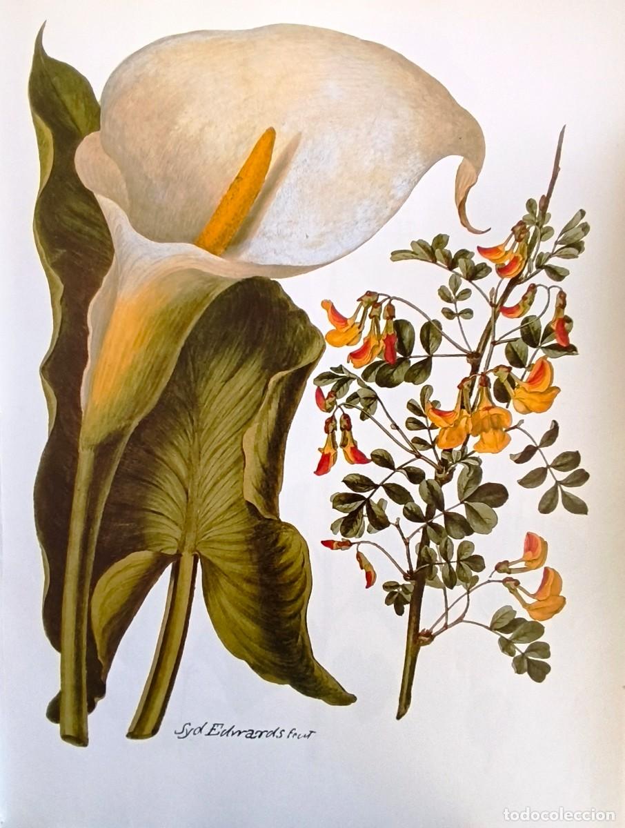 Arte: LAMINA DE BOTANICA LILA Y ESCORPION SENA. LAMINAS PLANTAS 38x28 cms.