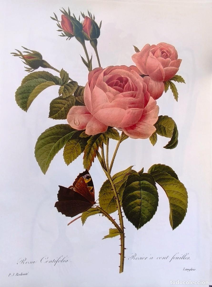Arte: LAMINA DE BOTANICA ROSA DE CHINA. LAMINAS PLANTAS 38x28 cms.