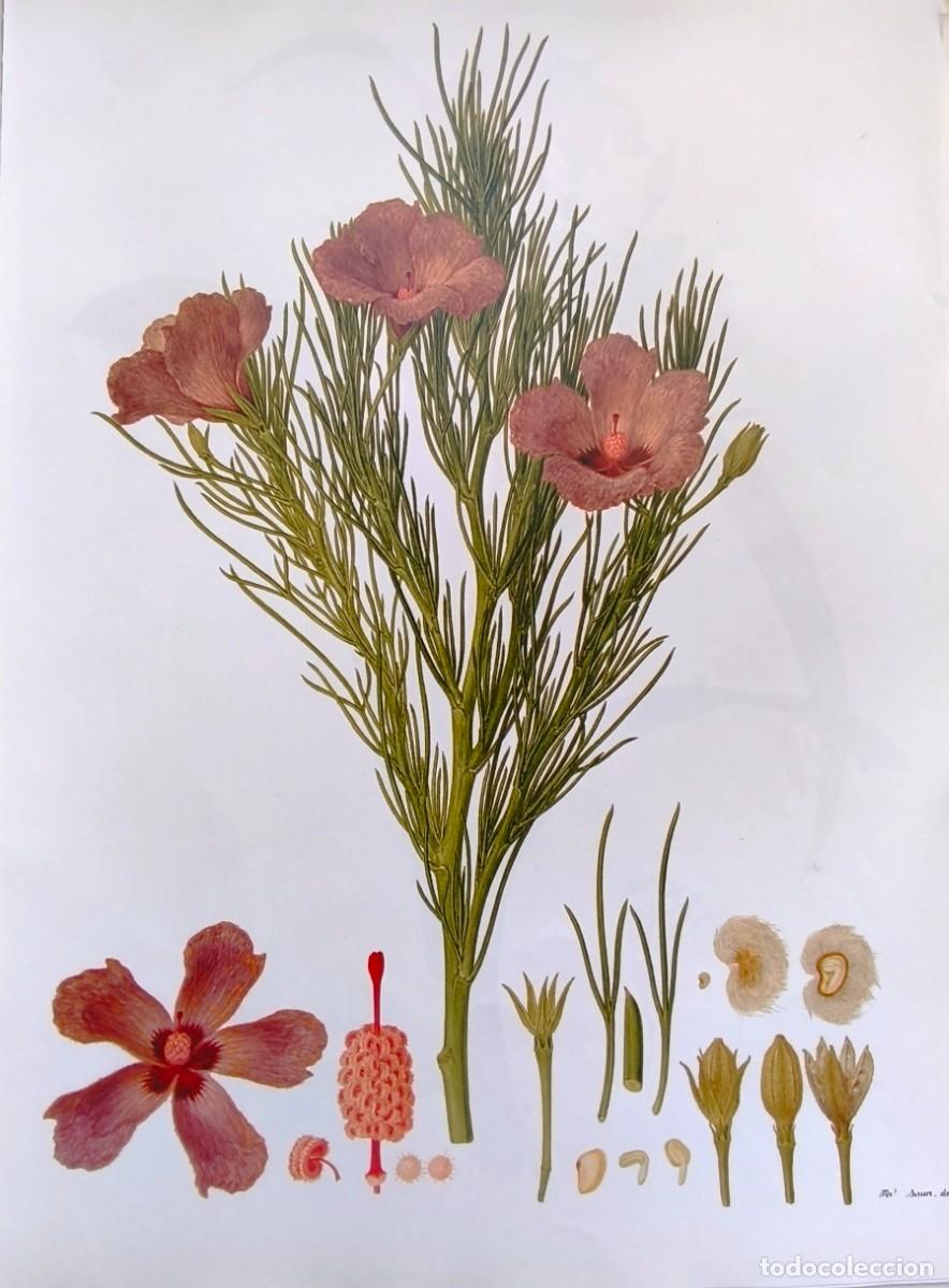 Arte: LAMINA DE BOTANICA HIBISCUS. LAMINAS PLANTAS 38x28 cms.