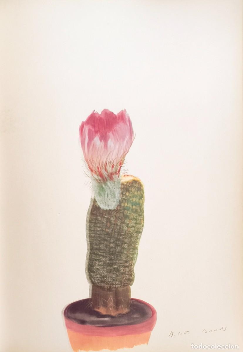 Kunst: L&aacute;mina de Bot&aacute;nica Cactus, c. 1935. L&aacute;minas de plantas 36x27 cms.