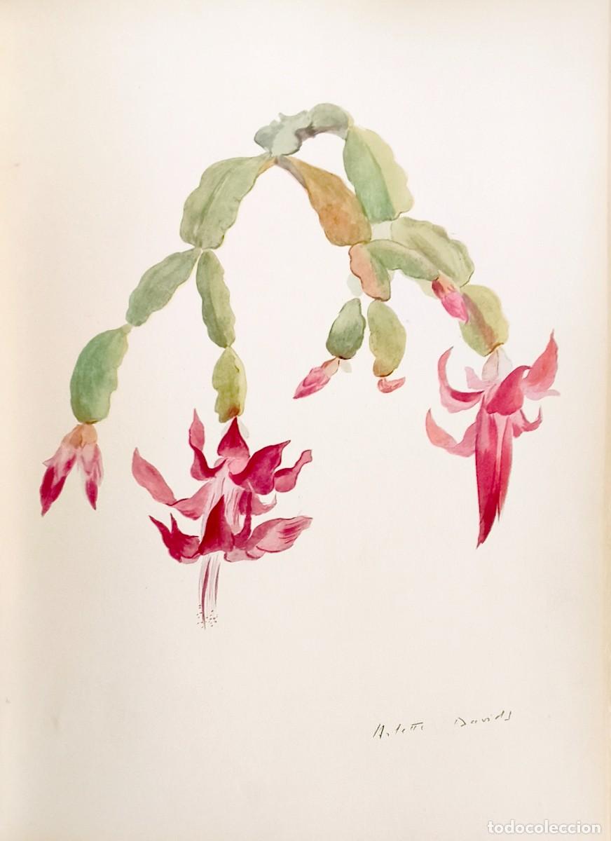 Kunst: L&aacute;mina de Bot&aacute;nica Cactus, c. 1935. L&aacute;minas de plantas 36x27 cms.