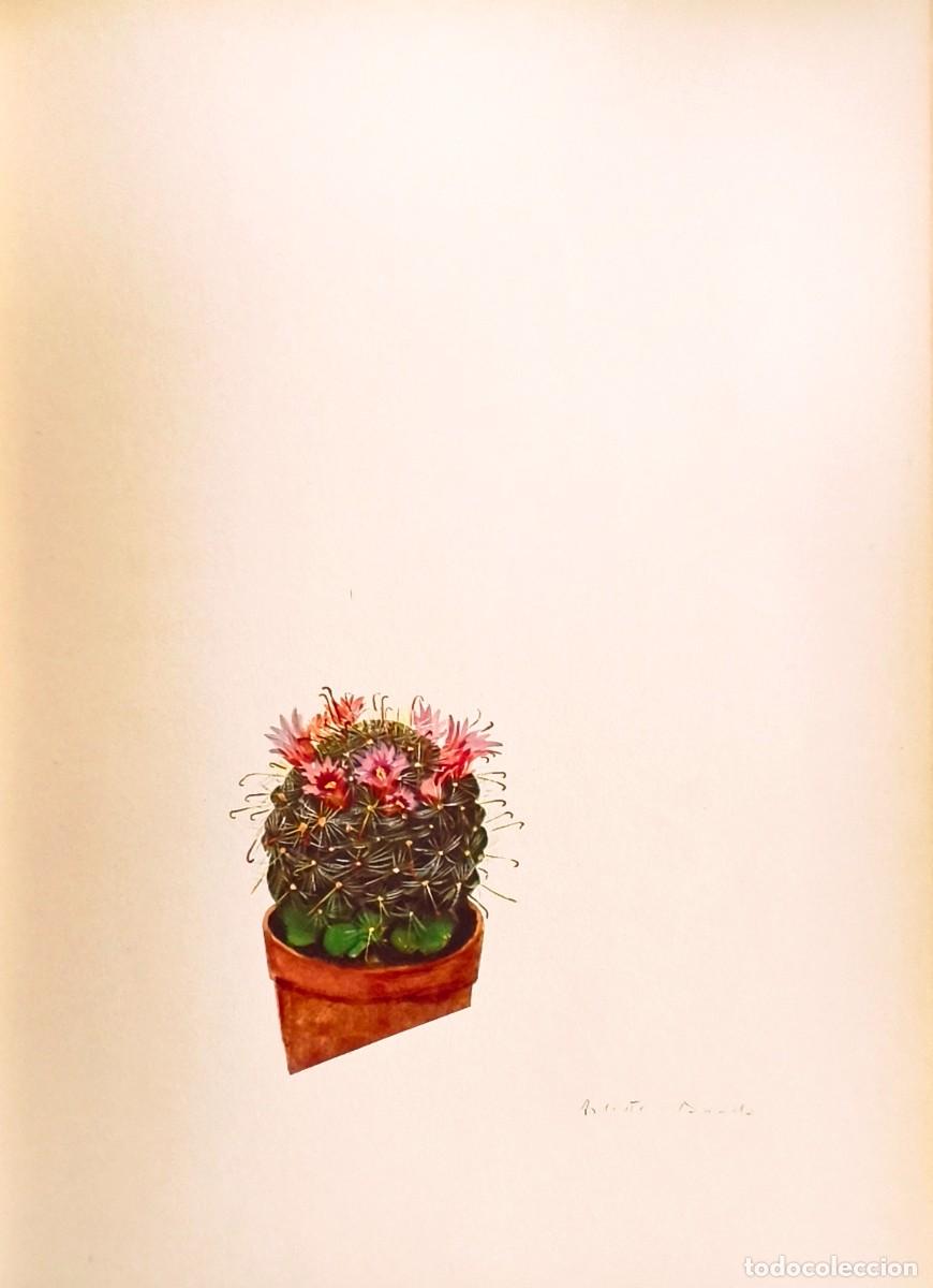 Kunst: L&aacute;mina de Bot&aacute;nica Cactus, c. 1935. L&aacute;minas de plantas 36x27 cms.