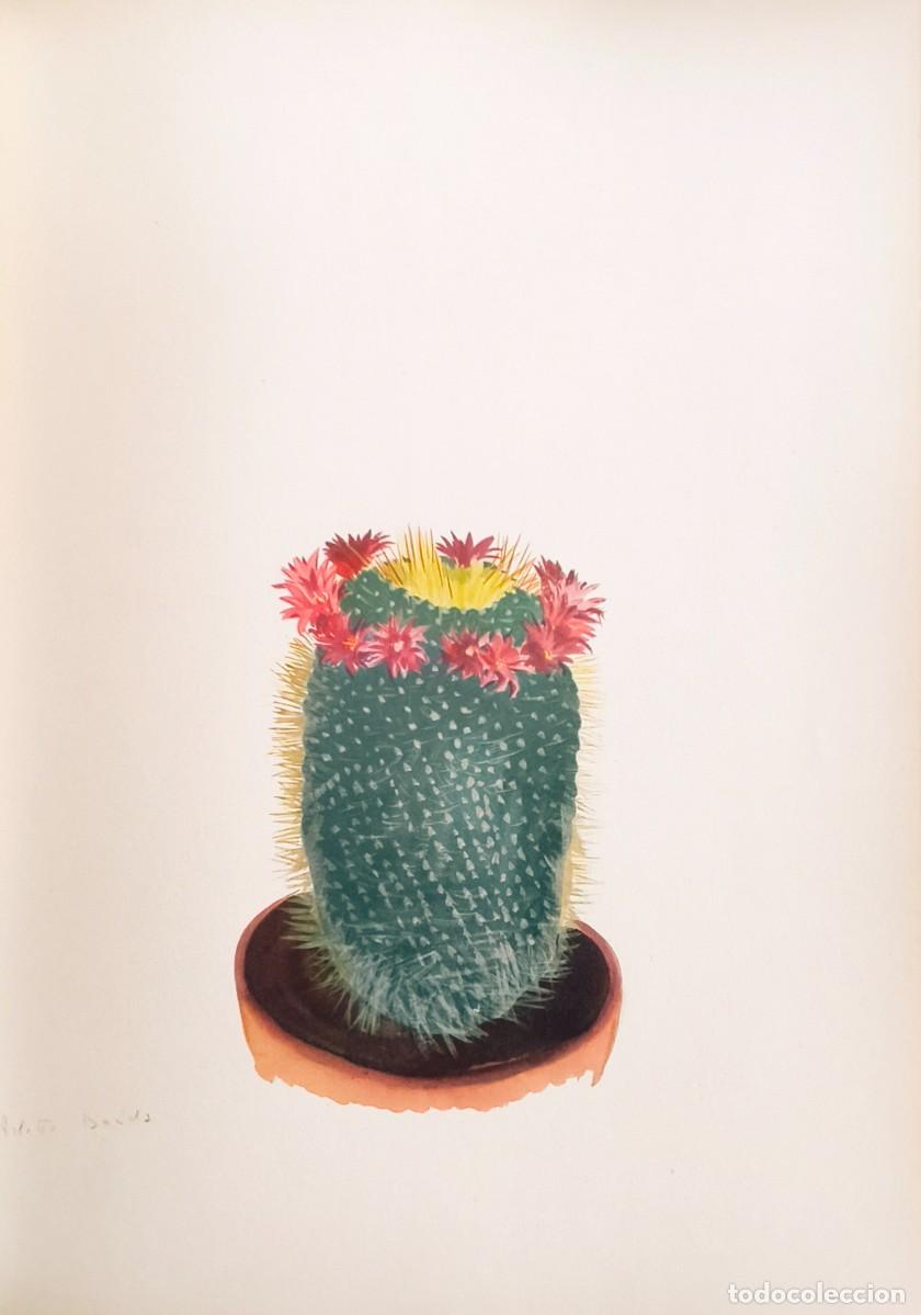 Kunst: L&aacute;mina de Bot&aacute;nica Cactus, c. 1935. L&aacute;minas de plantas 36x27 cms.