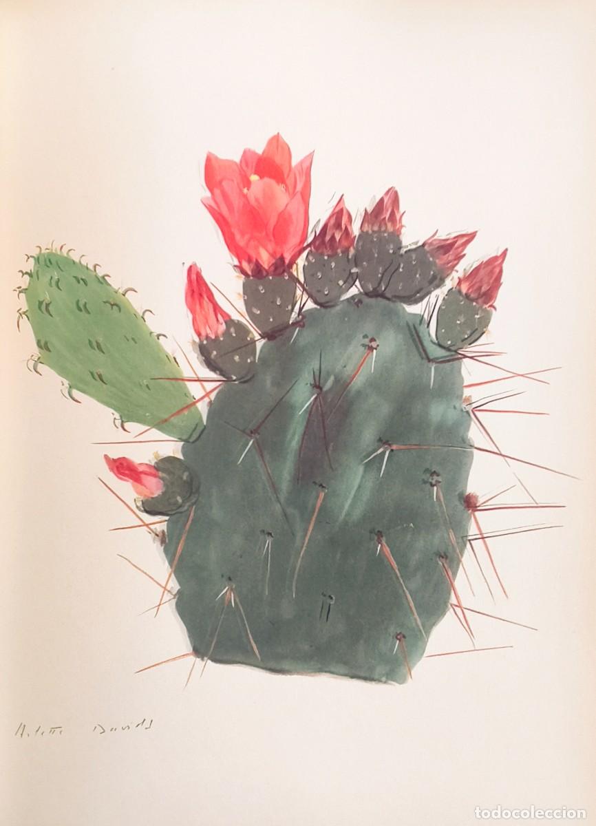 Kunst: L&aacute;mina de Bot&aacute;nica Cactus, c.1935. L&aacute;minas de plantas 36x27 cms.