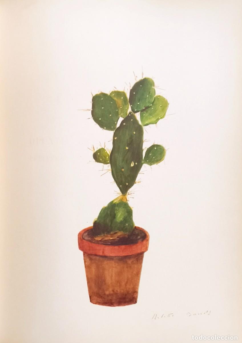 Kunst: L&aacute;mina de Bot&aacute;nica Cactus, c.1935. L&aacute;minas de plantas 36x27 cms.