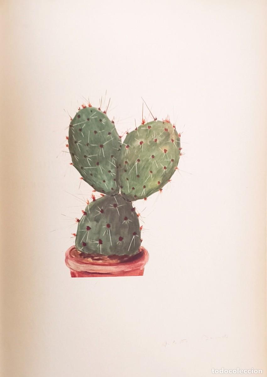 Kunst: L&aacute;mina de Bot&aacute;nica Cactus, c.1935. L&aacute;minas de plantas 36x27 cms.