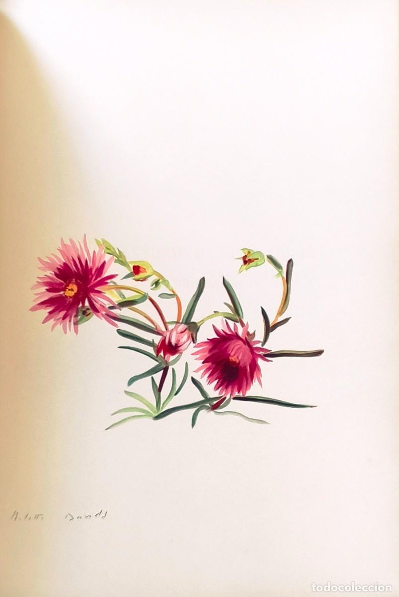Arte: L&aacute;mina de Bot&aacute;nica Cactus, c.1935. L&aacute;minas de plantas 36x27 cms.