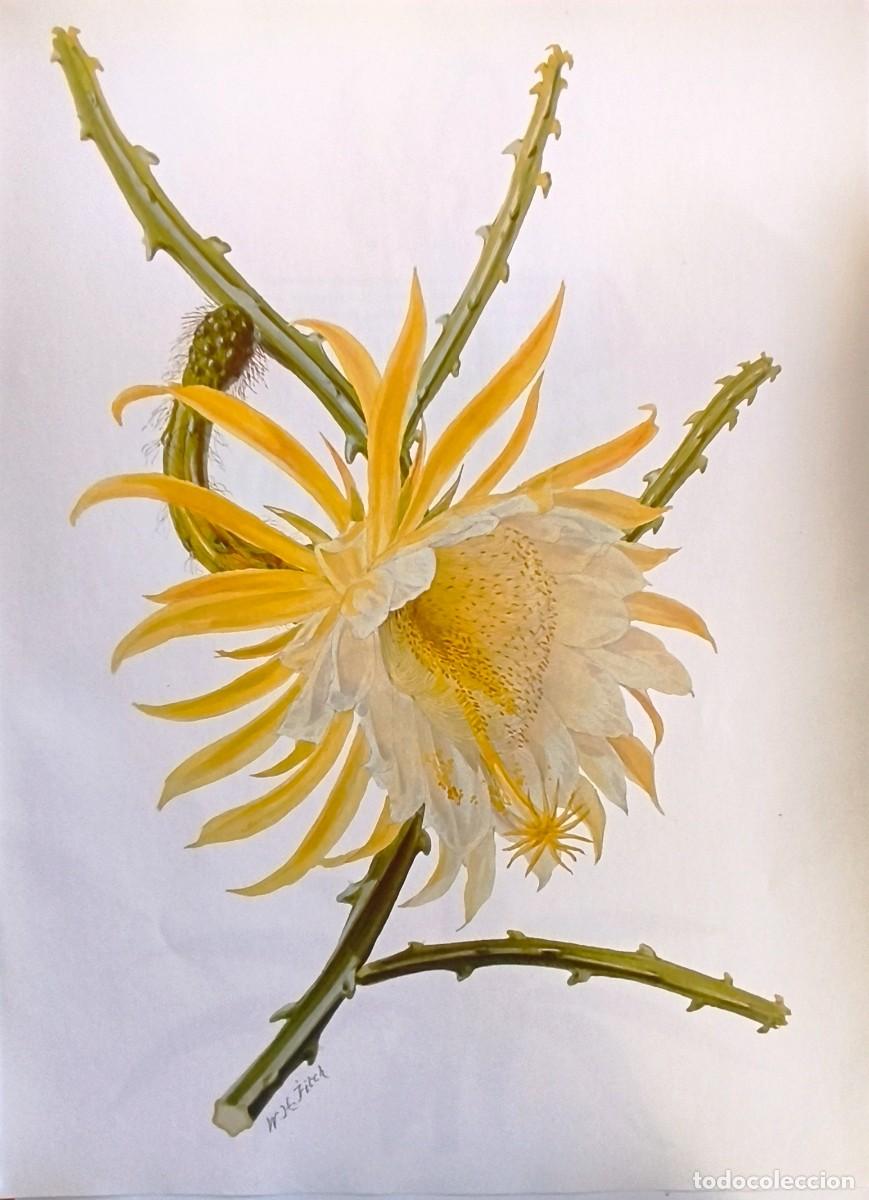 Arte: L&aacute;mina de Bot&aacute;nica Cactus. L&aacute;minas plantas 36x27 cms.