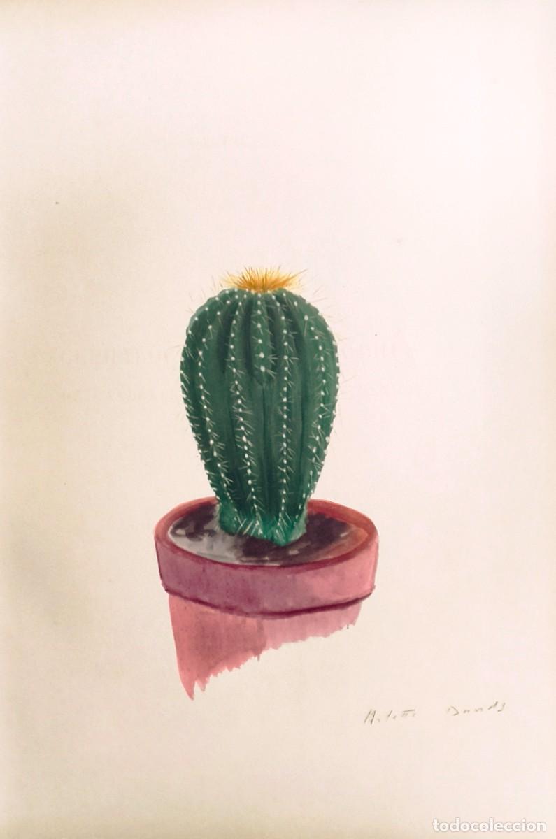 Arte: L&aacute;mina de Bot&aacute;nica Cactus, c. 1935. L&aacute;minas de plantas 36x27 cms.