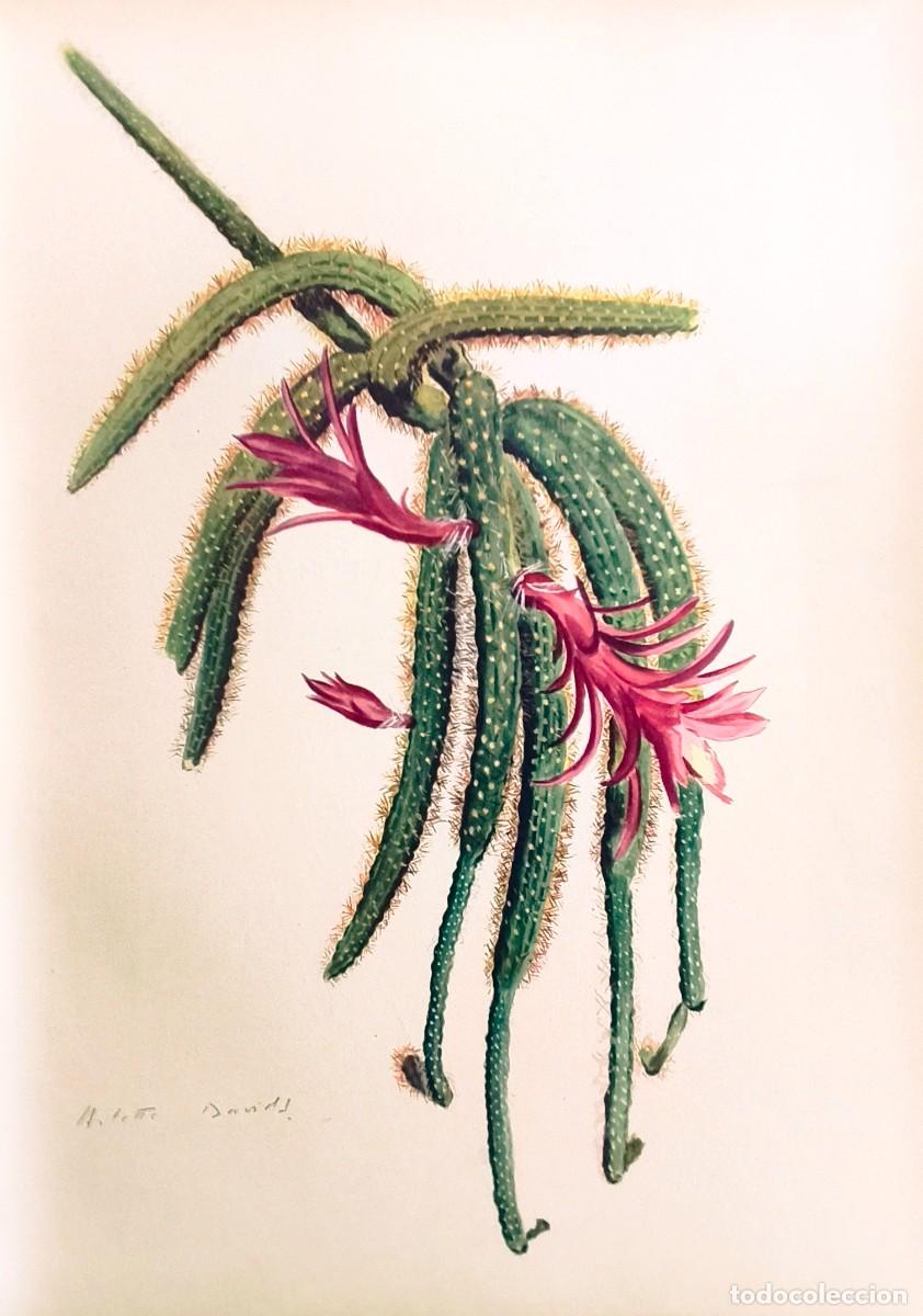 Arte: L&aacute;mina de Bot&aacute;nica Cactus, c. 1935. L&aacute;minas de plantas 36x27 cms.