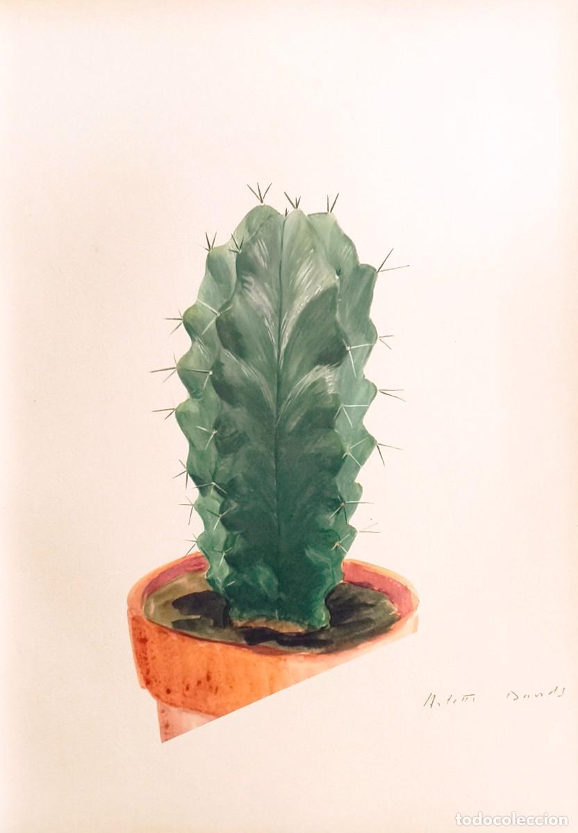 Arte: L&aacute;mina Bot&aacute;nica Cactus, c. 1935. L&aacute;minas de plantas 36x27 cms.