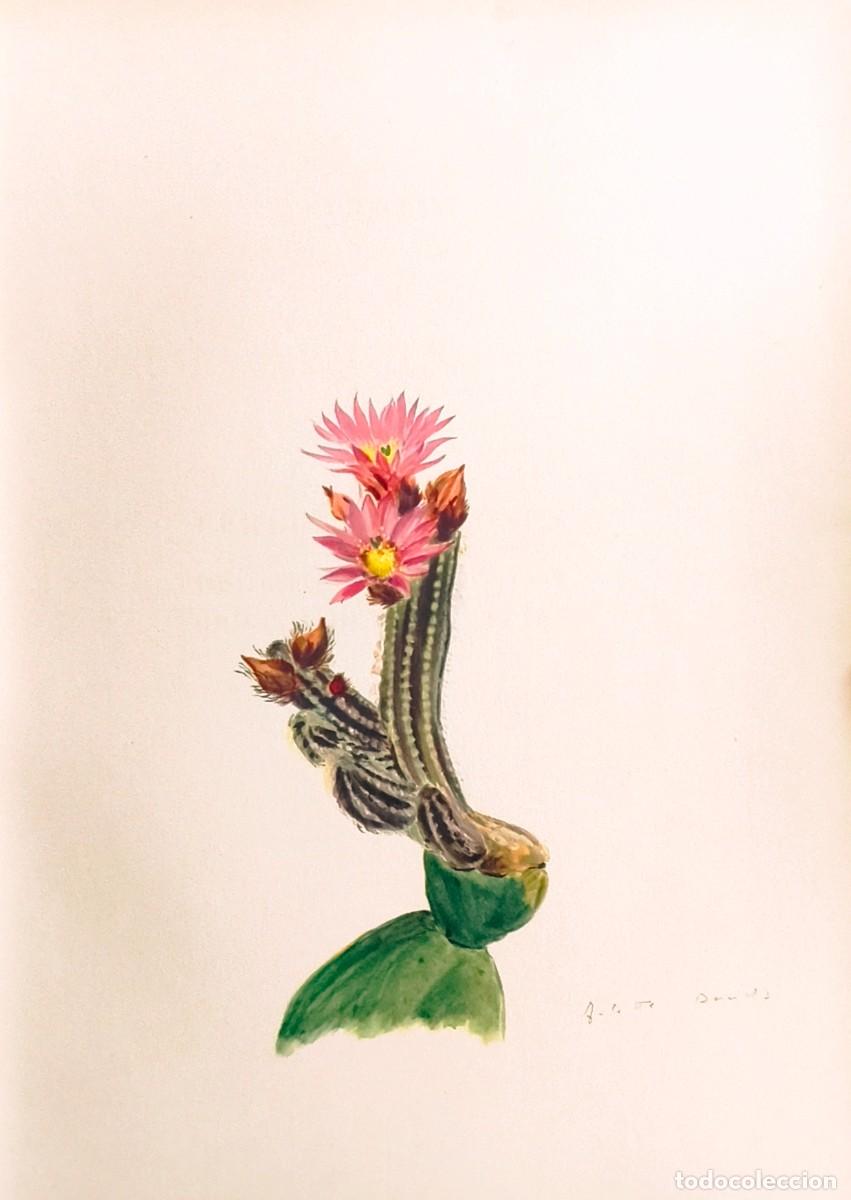 Arte: L&aacute;mina de Bot&aacute;nica Cactus, c. 1935. L&aacute;minas de plantas 36x27 cms.