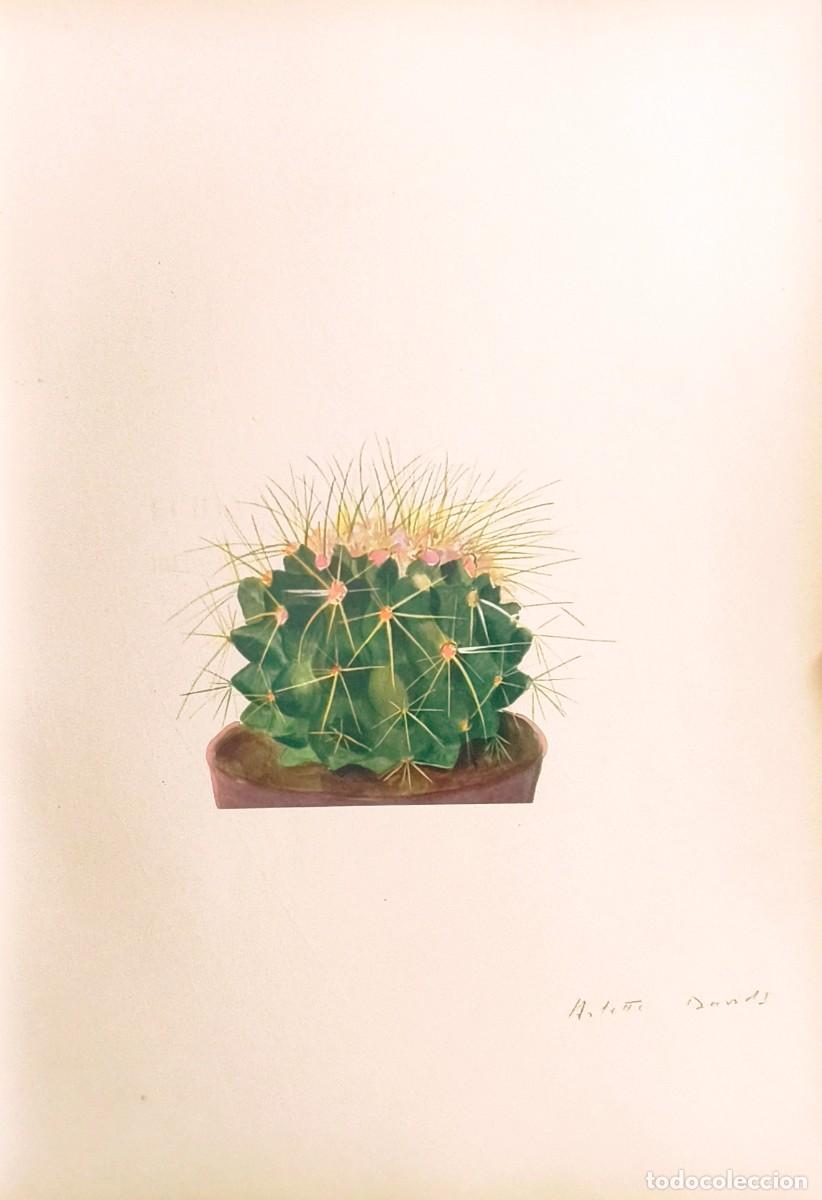 Arte: L&aacute;mina de Bot&aacute;nica Cactus, c. 1935. L&aacute;minas de plantas 36x27 cms.