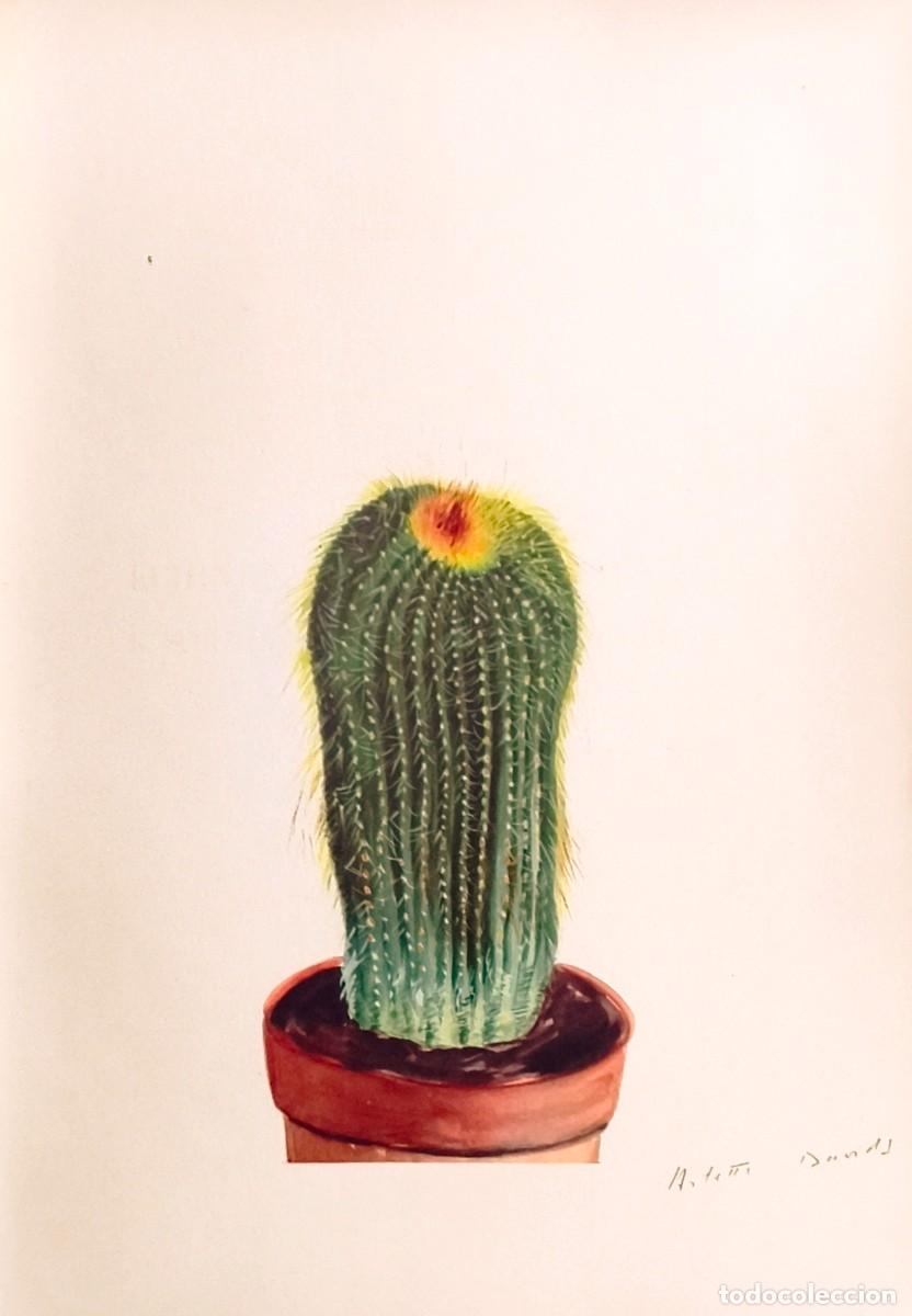 Arte: L&aacute;mina de Bot&aacute;nica Cactus, c. 1935. L&aacute;minas de plantas 36x27 cms.