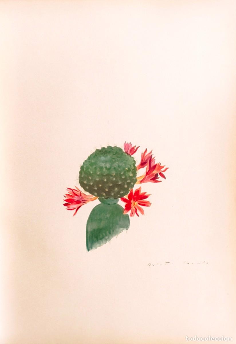 Arte: L&aacute;mina de Bot&aacute;nica Cactus, c. 1935. L&aacute;minas de plantas 36x27 cms.