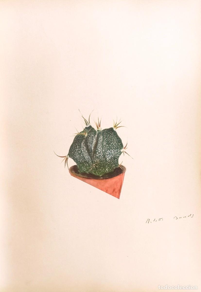 Arte: L&aacute;mina de Bot&aacute;nica Cactus, c. 1935. L&aacute;minas de plantas 36x27 cms.