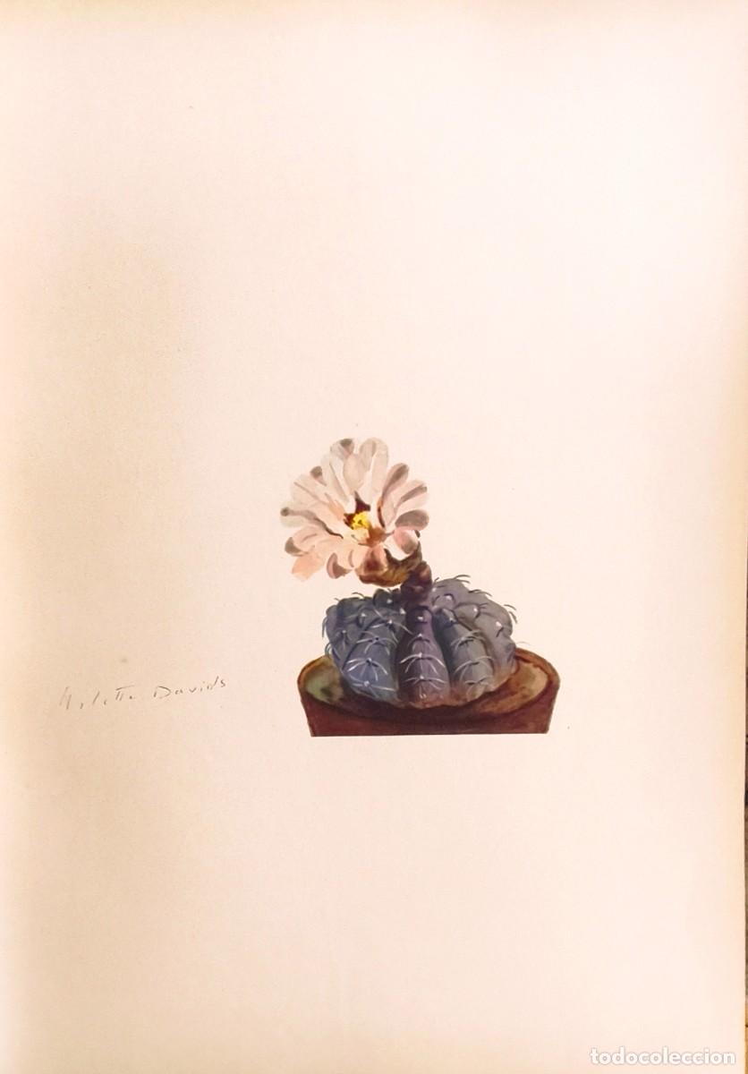 Arte: L&aacute;mina de Bot&aacute;nica Cactus, c. 1935. L&aacute;minas de plantas 36x27 cms.
