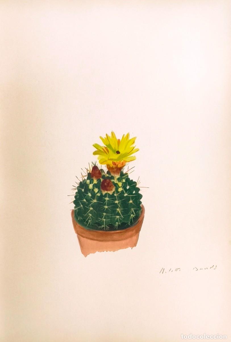 Arte: L&aacute;mina de Bot&aacute;nica Cactus, c. 1935. L&aacute;minas de plantas 36x27 cms.