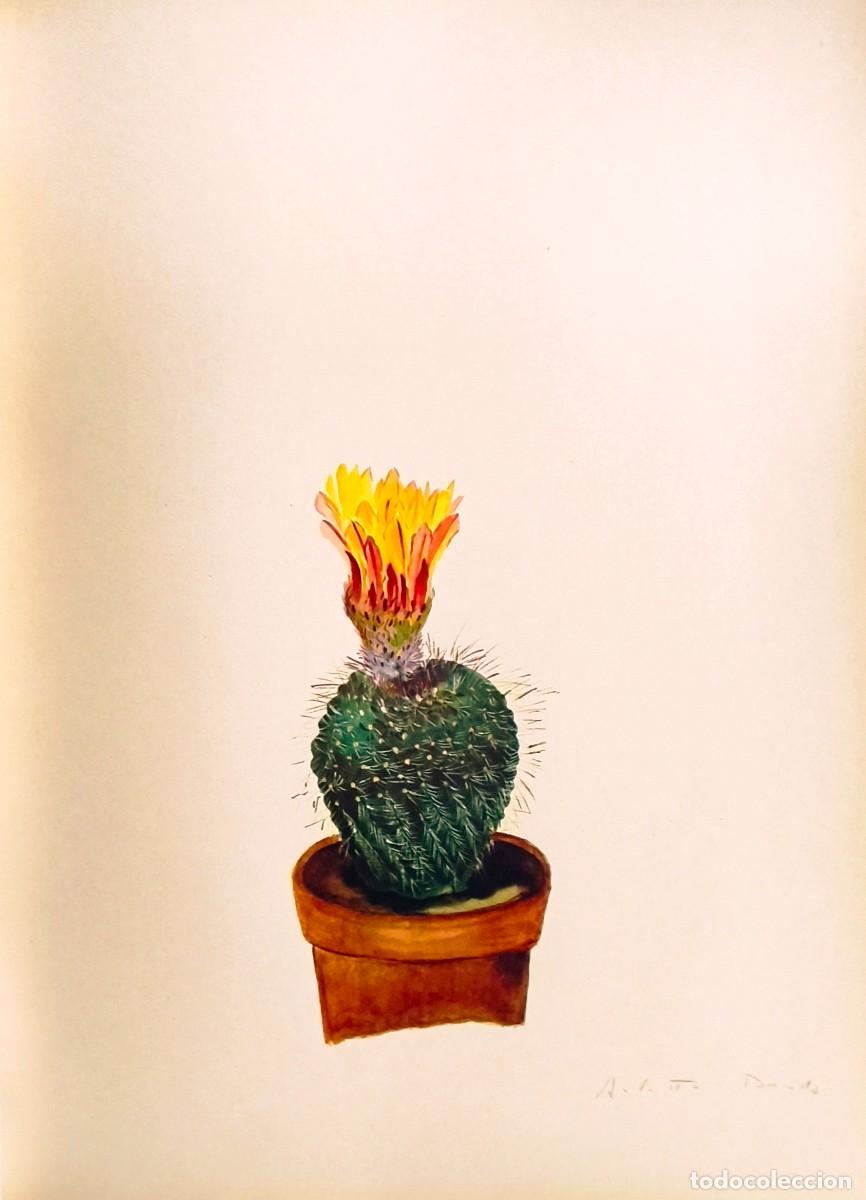 Arte: L&aacute;mina de Bot&aacute;nica Cactus, c. 1935. L&aacute;minas de plantas 36x27 cms.