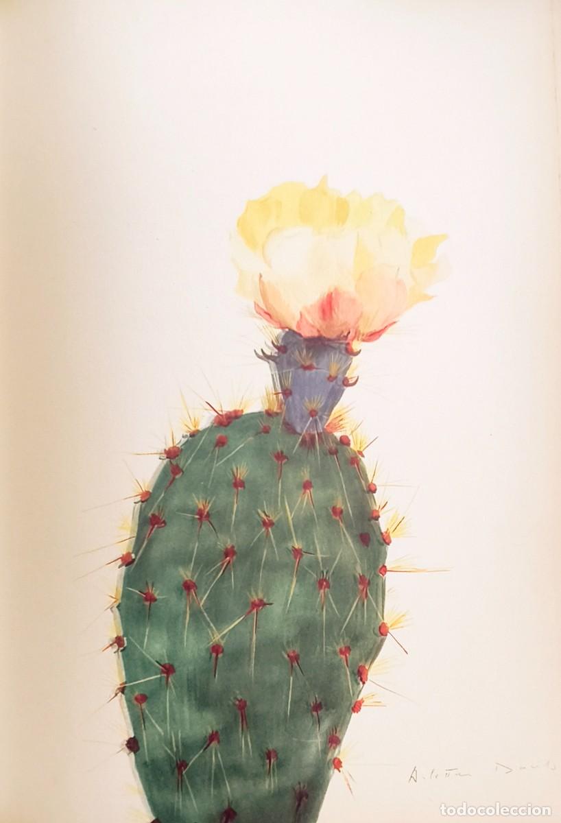 Arte: L&aacute;mina de Bot&aacute;nica Cactus, c. 1935. L&aacute;minas de plantas 36x27 cms.