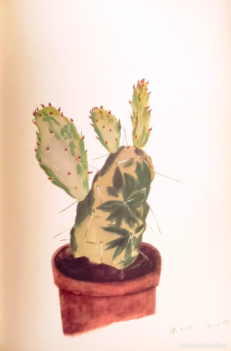 Arte: L&aacute;mina de Bot&aacute;nica Cactus, c. 1935. L&aacute;minas de plantas 36x27 cms.