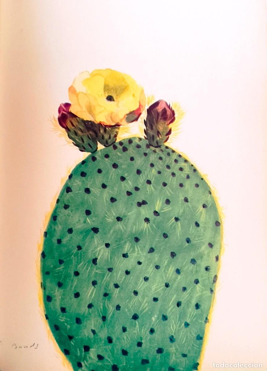 Arte: L&aacute;mina de Bot&aacute;nica Cactus, c. 1935. L&aacute;minas de plantas 36x27 cms.