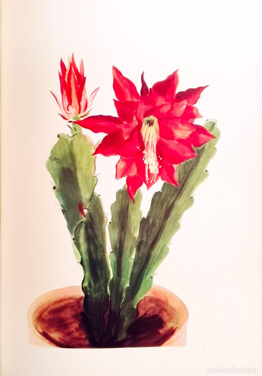 Arte: L&aacute;mina de Bot&aacute;nica Cactus, c. 1935. L&aacute;minas de plantas 36x27 cms.