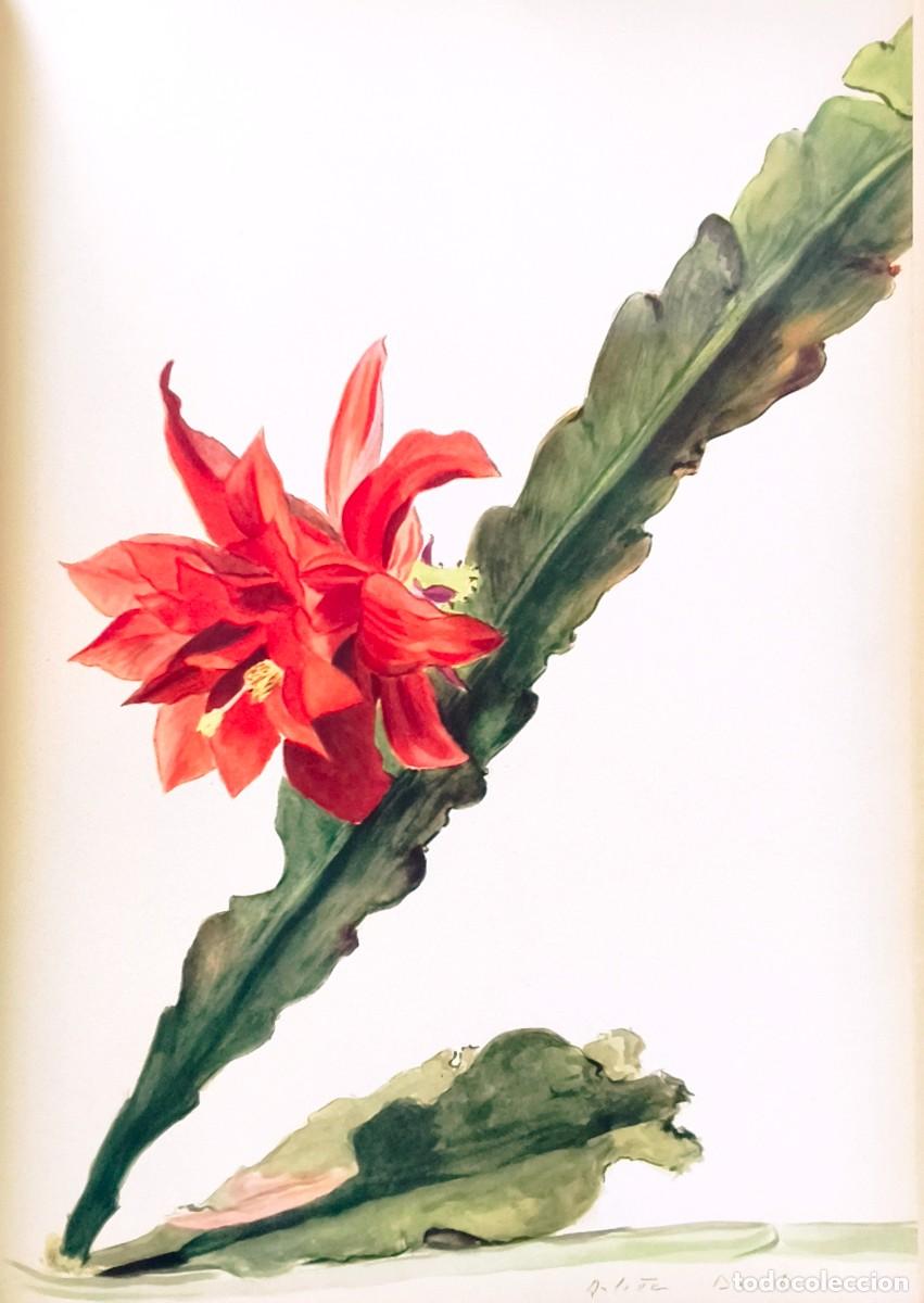 Arte: L&aacute;mina de Bot&aacute;nica Cactus, c. 1935. L&aacute;minas de plantas 36x27 cms.