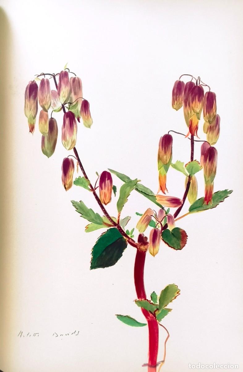 Arte: L&aacute;mina de Bot&aacute;nica Cactus, c. 1935. L&aacute;minas de plantas 36x27 cms.