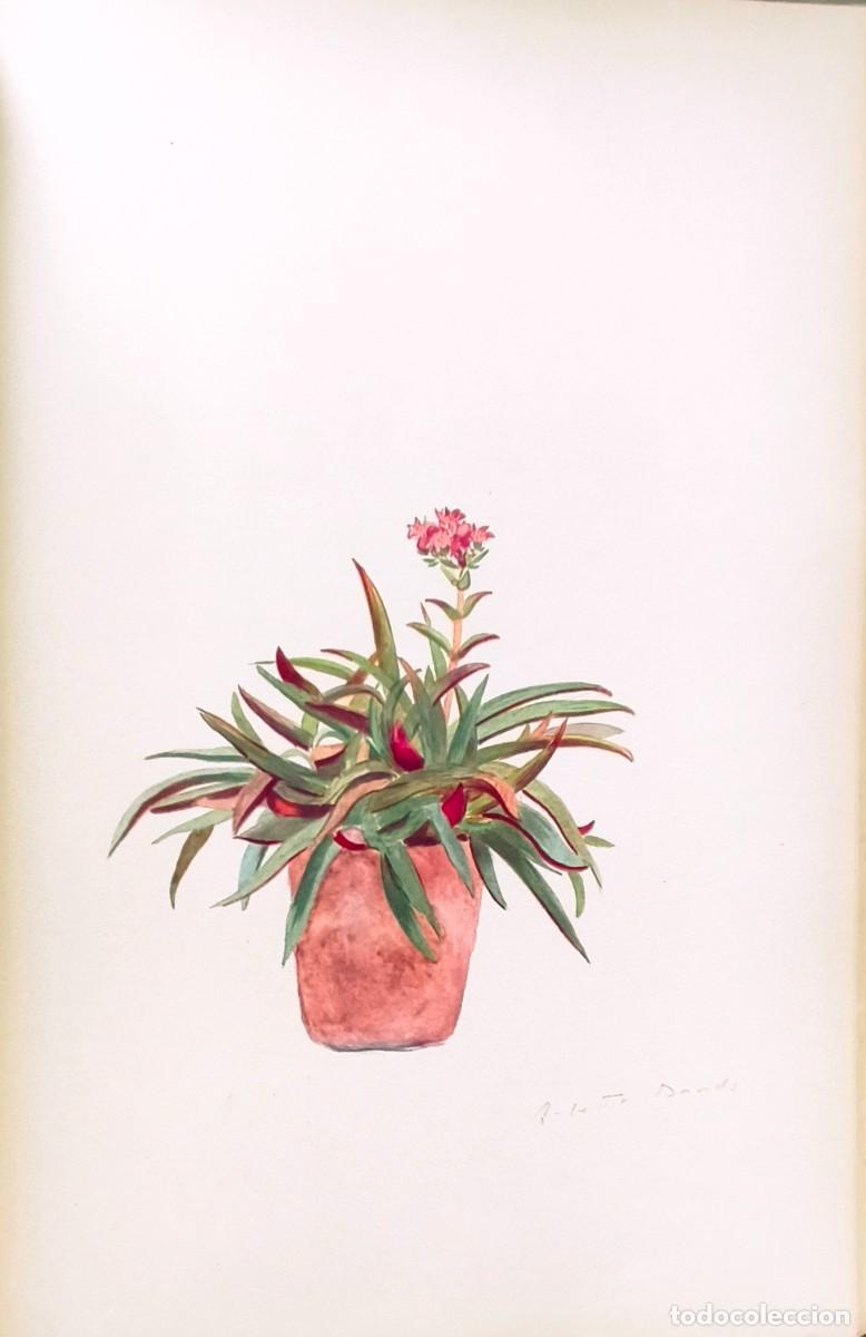 Arte: L&aacute;mina de Bot&aacute;nica Cactus, c. 1935. L&aacute;minas de plantas 36x27 cms.