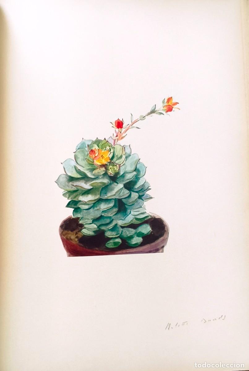 Art: L&aacute;mina de Bot&aacute;nica Cactus, c. 1935. L&aacute;minas de plantas 36x27 cms.
