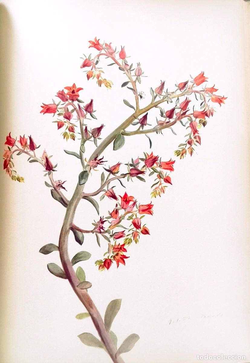 Art: L&aacute;mina de Bot&aacute;nica Cactus, c. 1935. L&aacute;minas de plantas 36x27 cms.